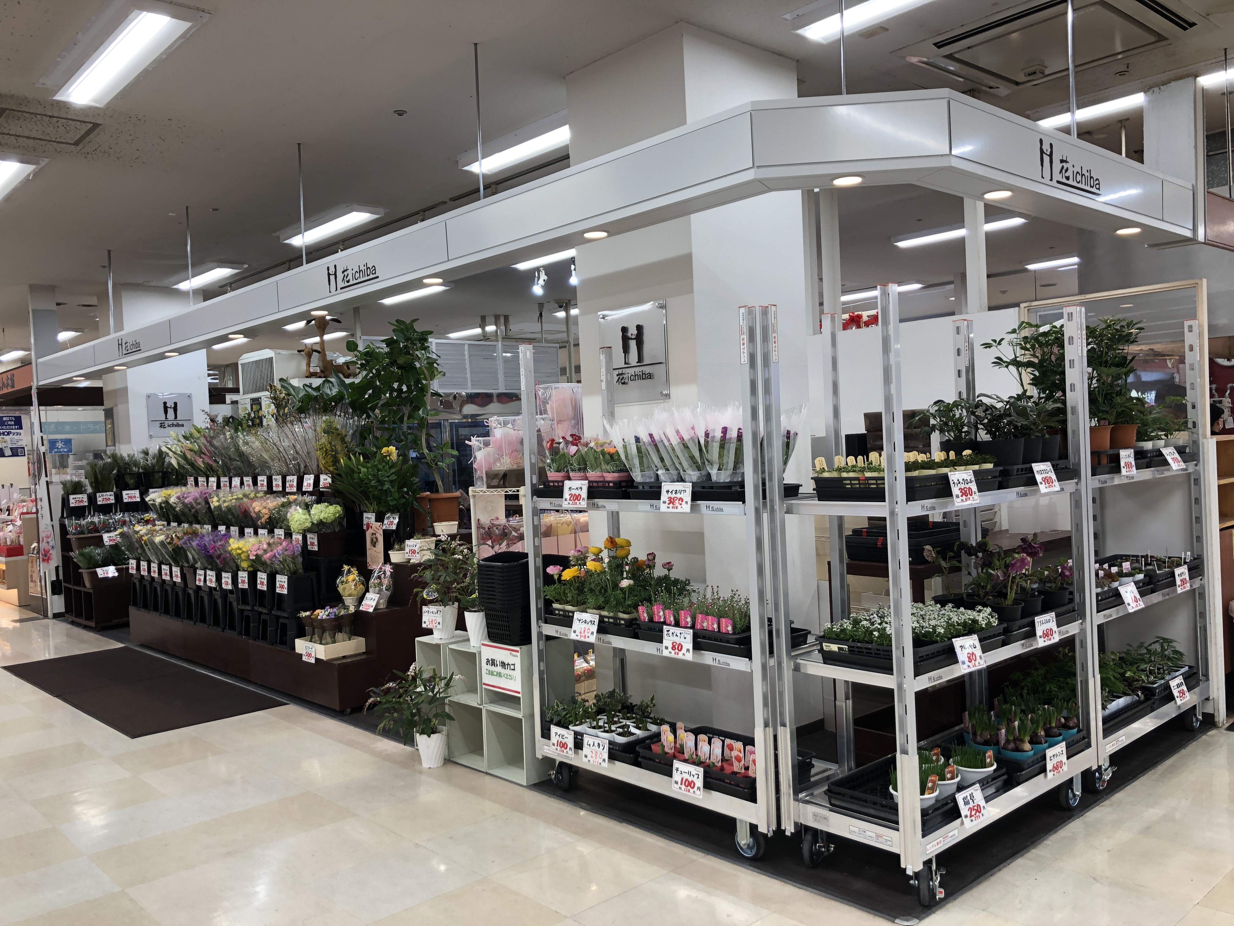 花ｉｃｈｉｂａ